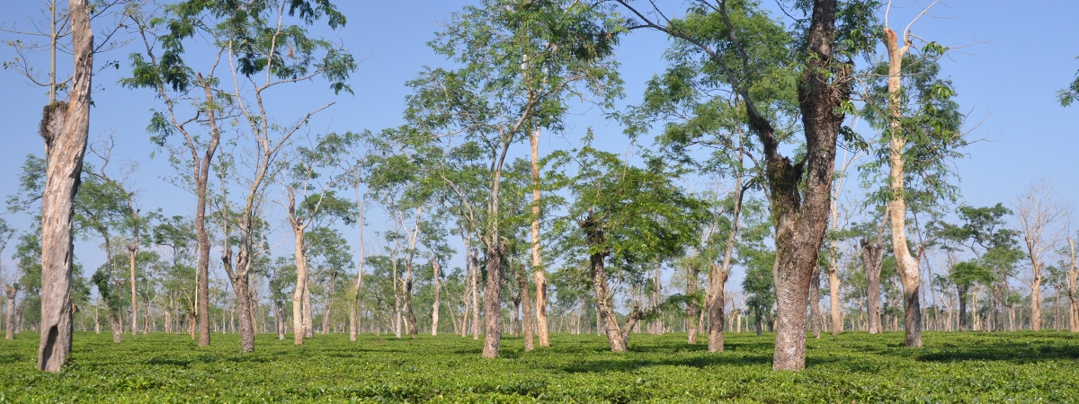 Is Indian black tea good for you?