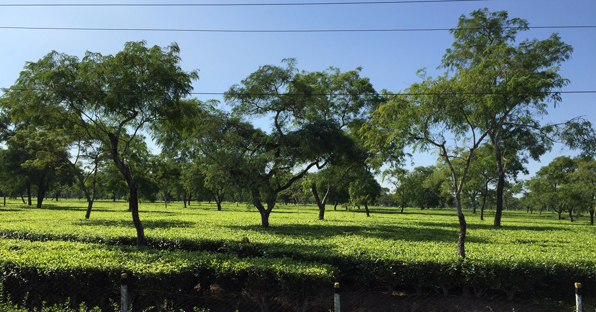 Black Tea Beginnings. Part 1: From Field to Factory