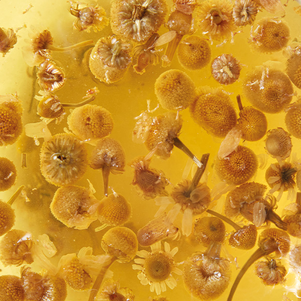 Chamomile: Herbal Tea of the Month