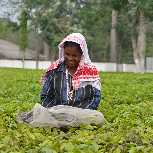Is Indian black tea good for you?