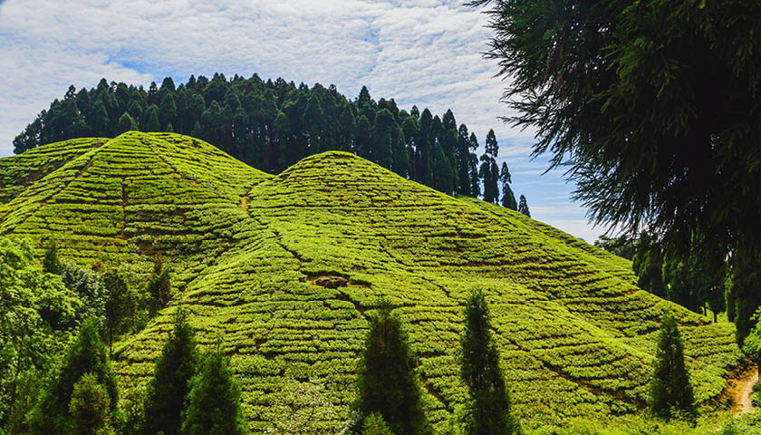 Darjeeling black tea