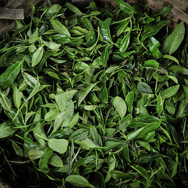  Tea harvest